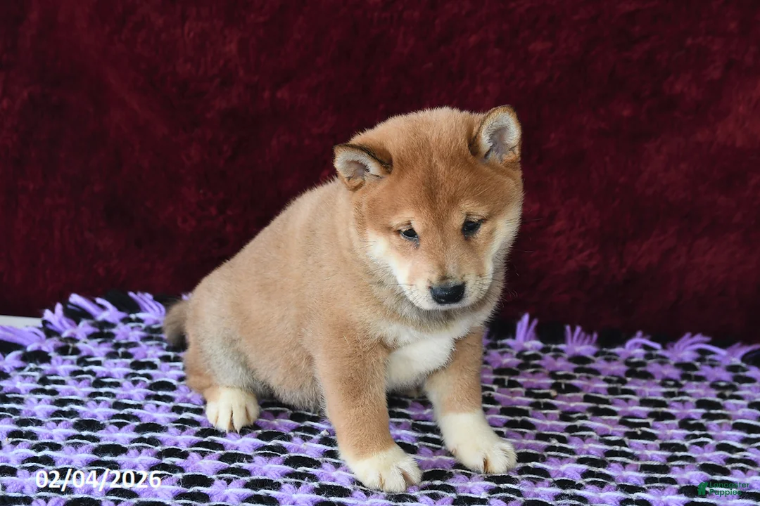 Shiba Inu dogs for sale: Landon - Ad 3