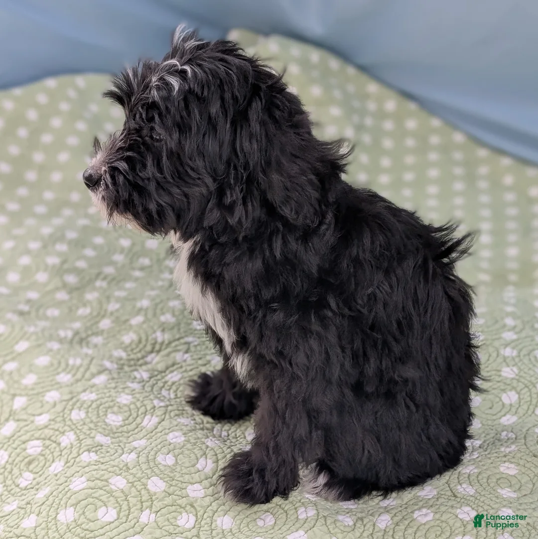 Mixed Breed dogs for sale: Bad Bunny - Ad 9