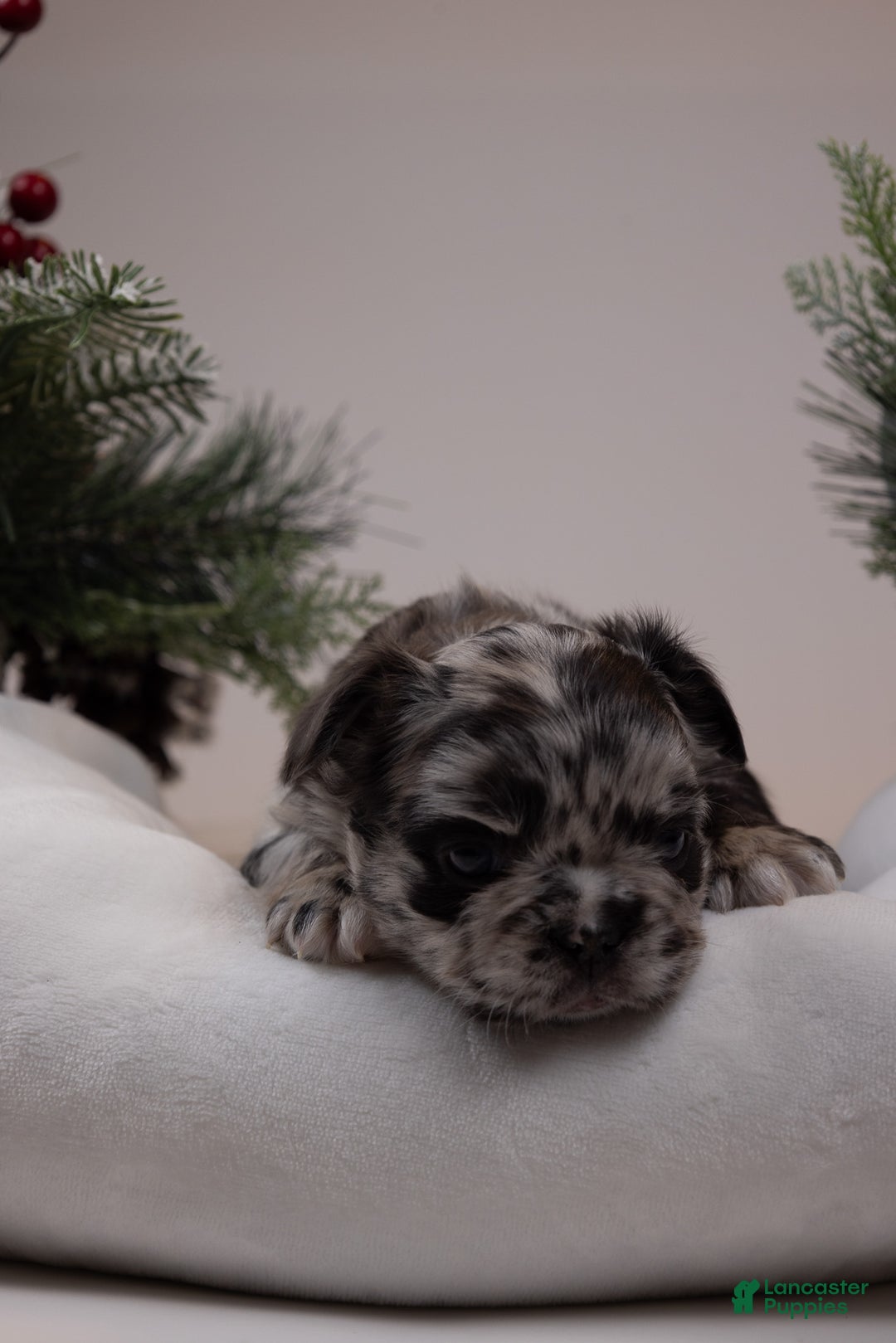 French Bulldog dogs for sale: Teddie -Fulffy Big Rope - Ad 25