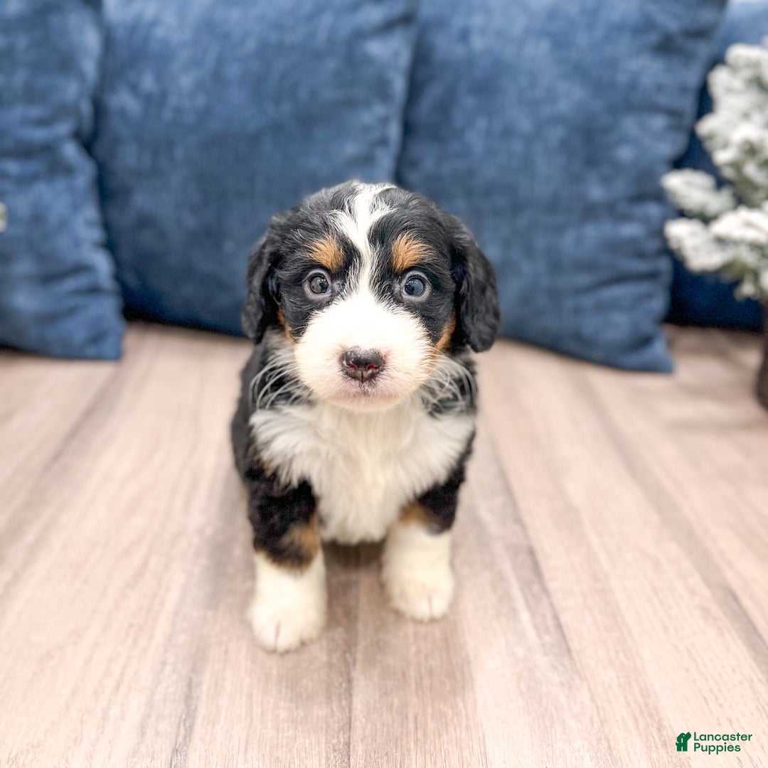 Mini Bernedoodle dogs for sale: Sasha - Ad 3