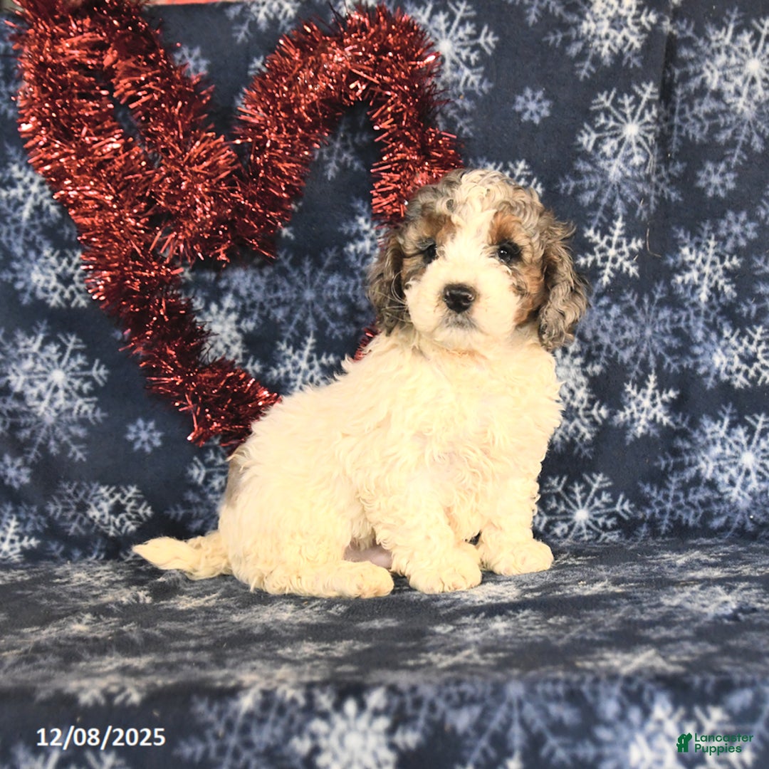 Miniature Poodle dogs for sale: Chuck - Ad 2