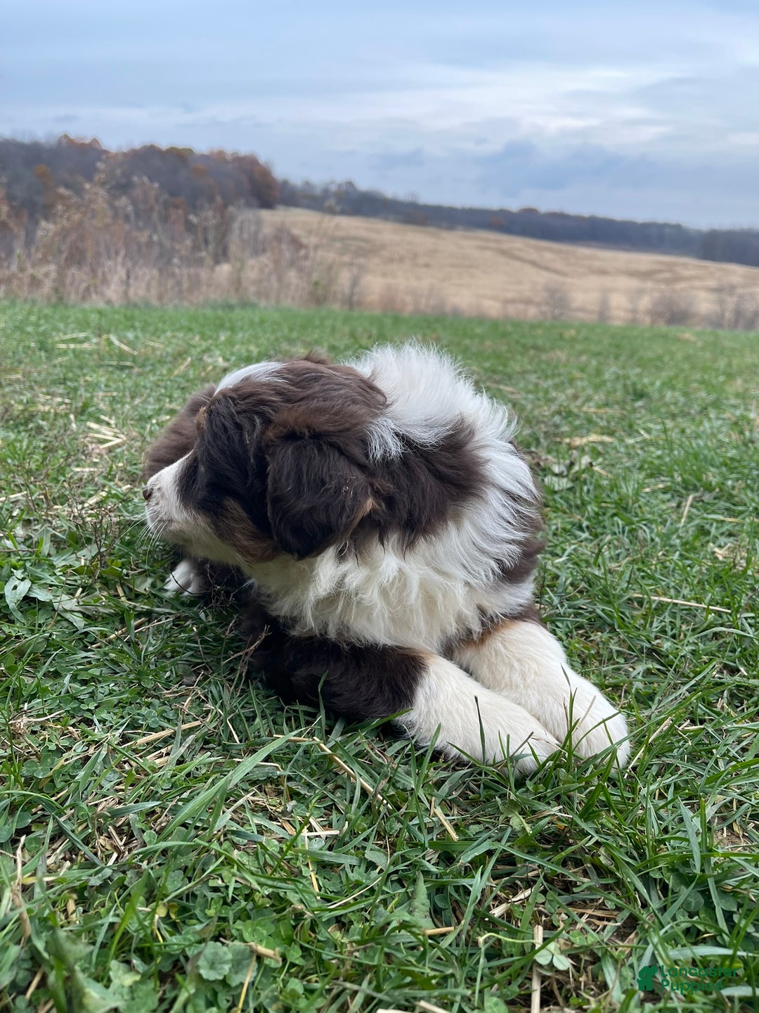 Australian Shepherd dogs for sale: Callie - Ad 9