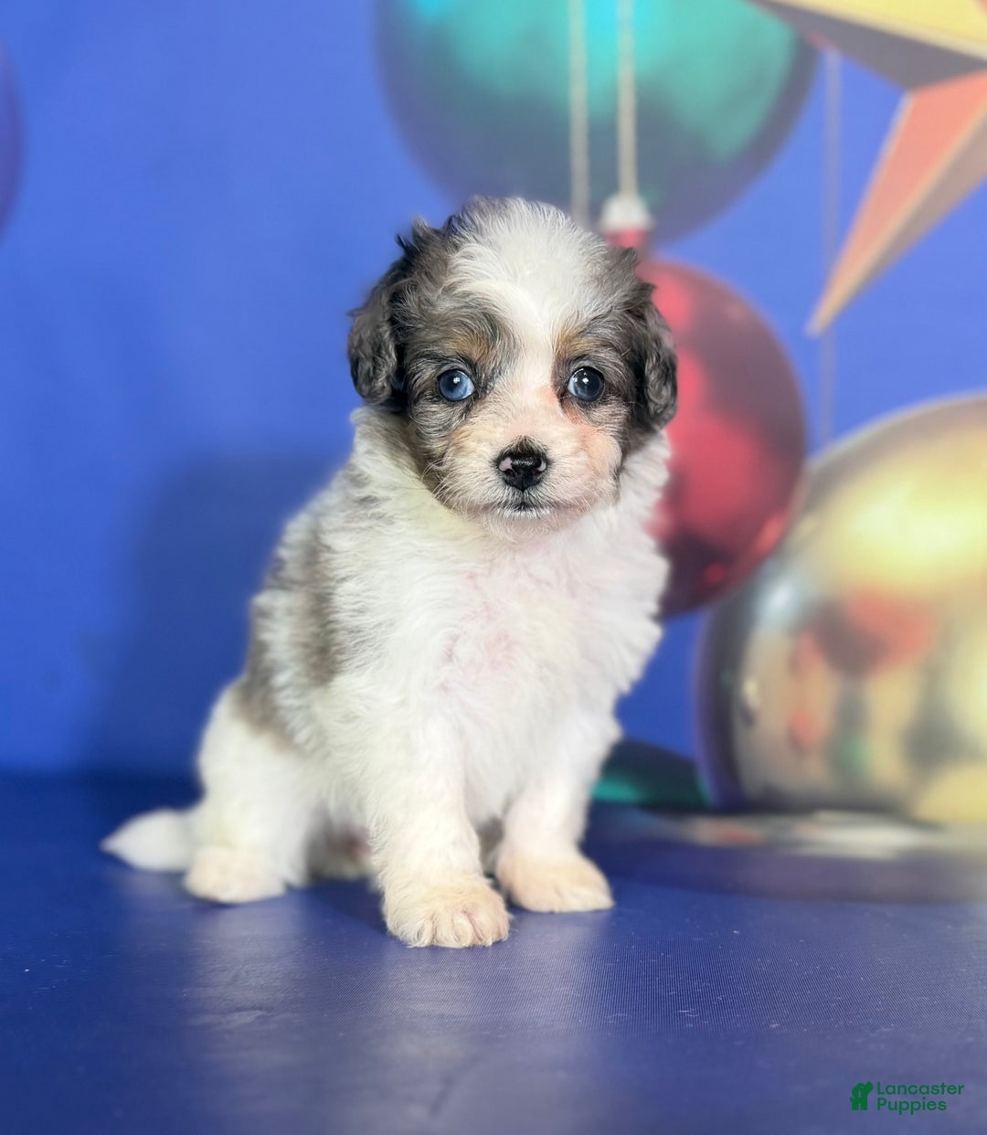 Pomapoo dogs for sale: Cookie - Ad 11