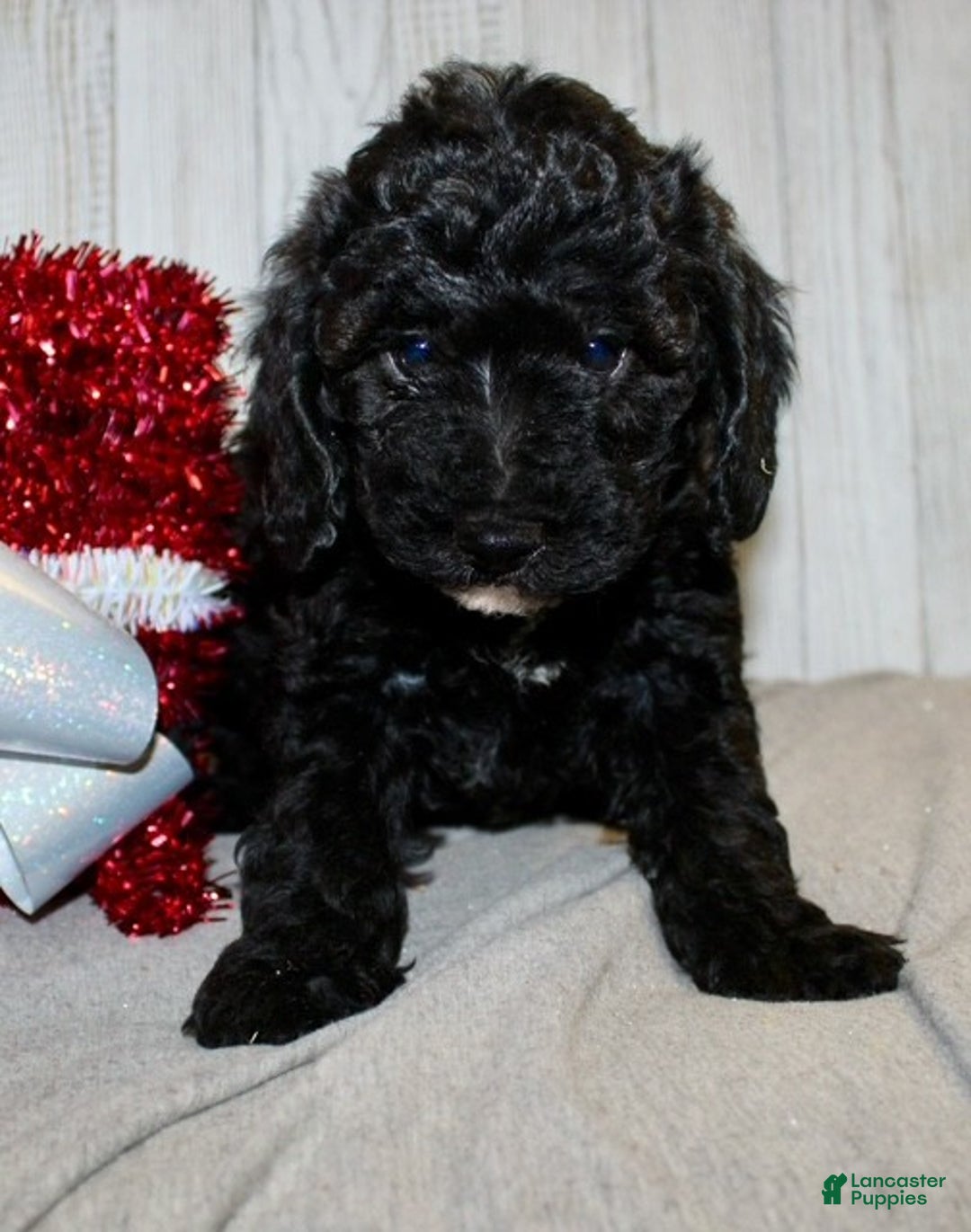 Mixed Breed dogs for sale: Darla - Ad 3