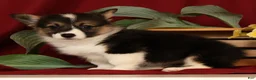 Welsh Corgi Pembroke dogs for sale: Jasmine - Ad 8