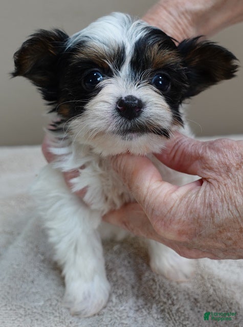 Yorkshire Terrier dogs TEACUP Claire - Ad 17