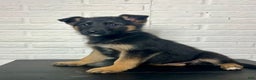 German Shepherd dogs for sale: Donny - Ad 3