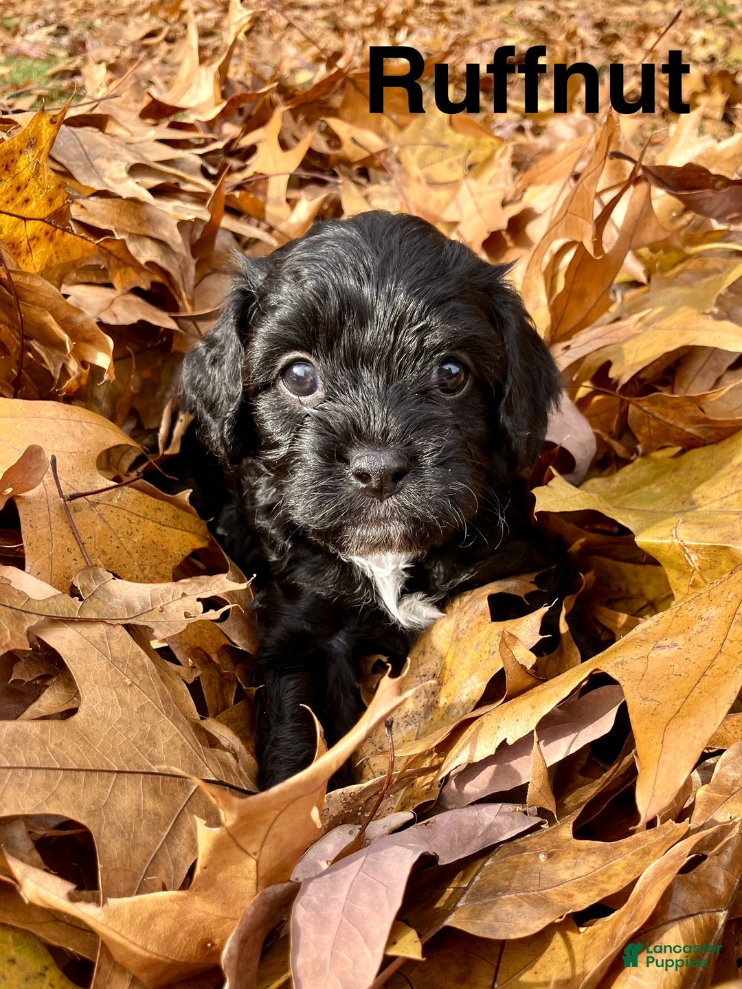 Cavapoo dogs for sale: Ruffnut - Ad 3