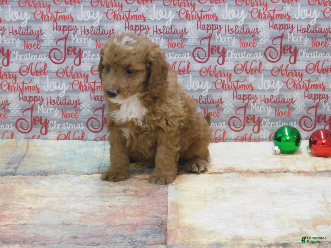 Goldendoodle dogs for sale: Mini Riley - Ad 6