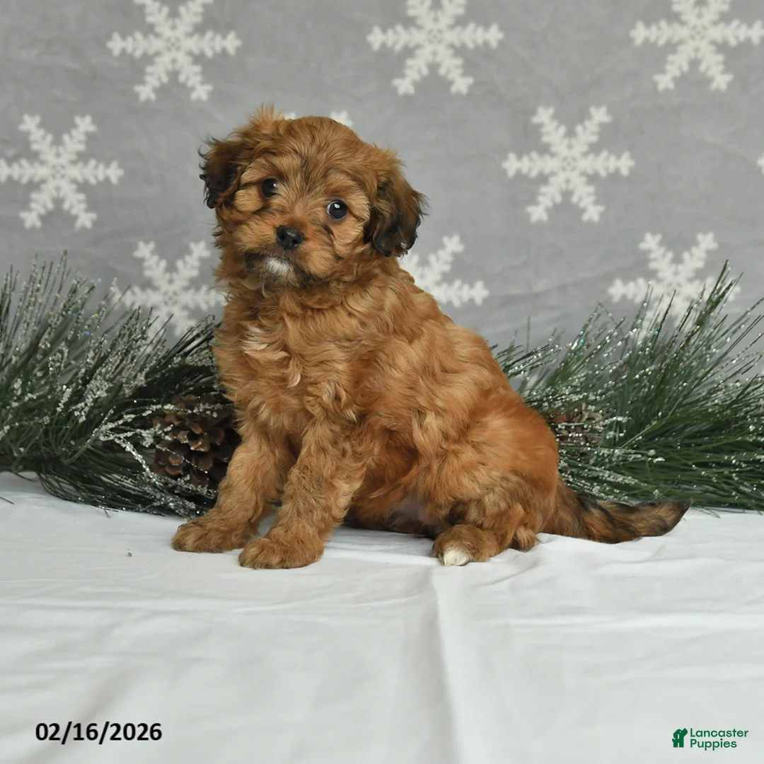 Mini Aussiedoodle dogs for sale: Cutie - Ad 1