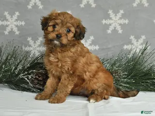 Mini Aussiedoodle dogs for sale: Cutie - Ad 2