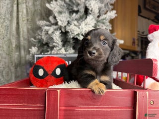 Miniature Dachshund dogs Champion Pra clear Carrie’s Cream - Ad 12