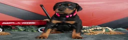 Doberman Pinscher dogs for sale: Rayna - Ad 3