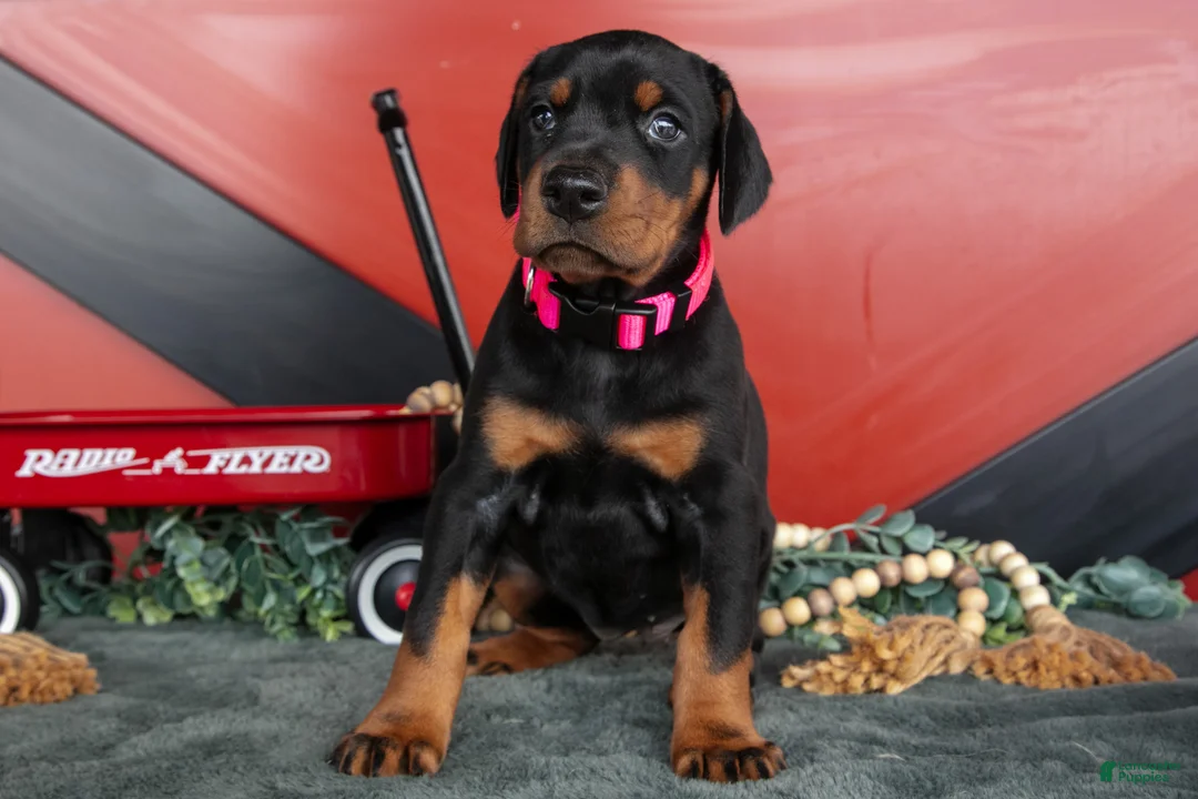 Doberman Pinscher dogs for sale: Rayna - Ad 3