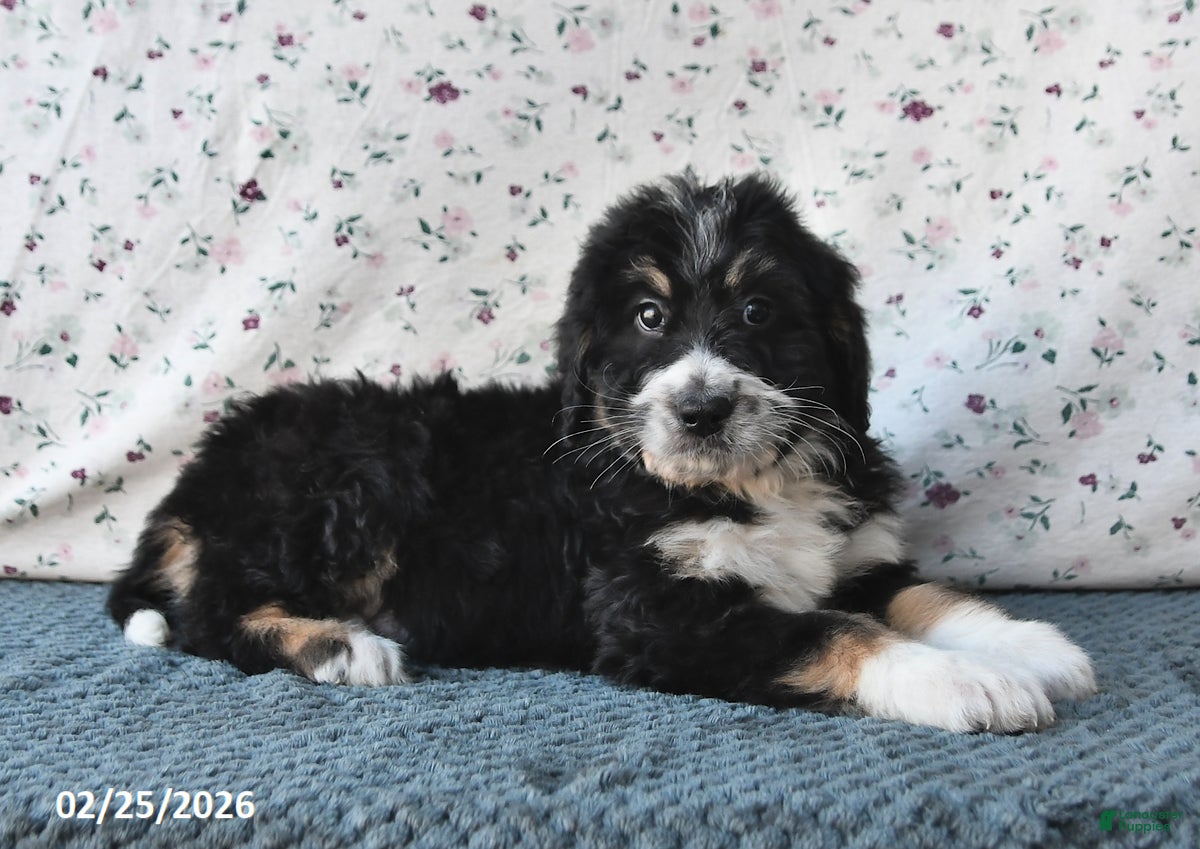 Bernedoodle dogs Boomer - Ad 2