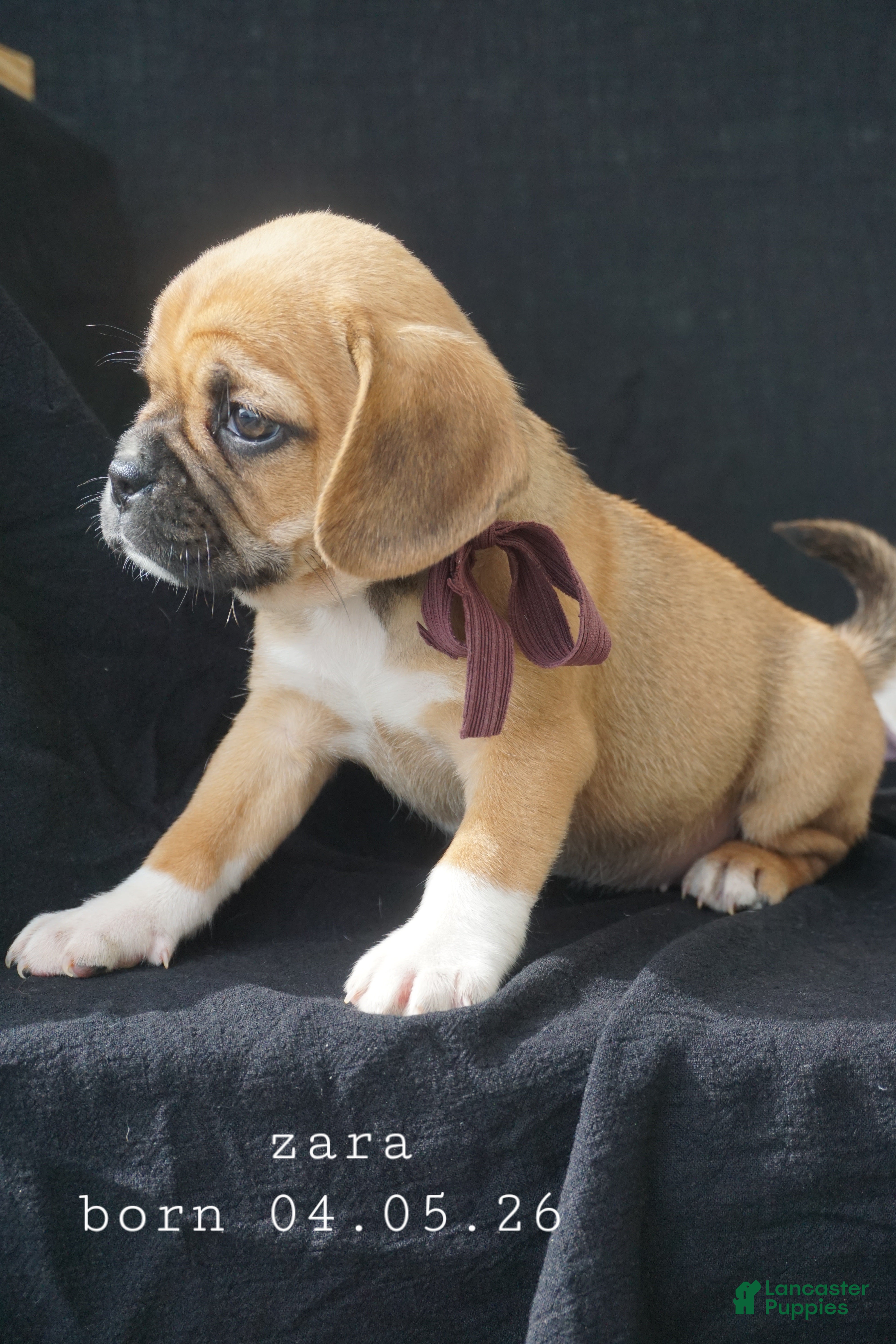 Puggle dogs Zara - Ad 1