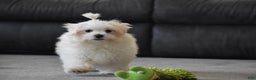 Maltese dogs for sale: Finley - Ad 12