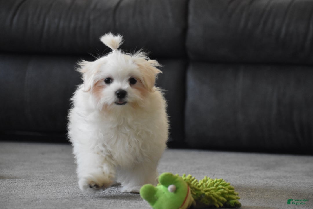 Maltese dogs for sale: Finley - Ad 12