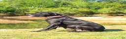 Great Dane dogs for sale: Willington - Ad 10