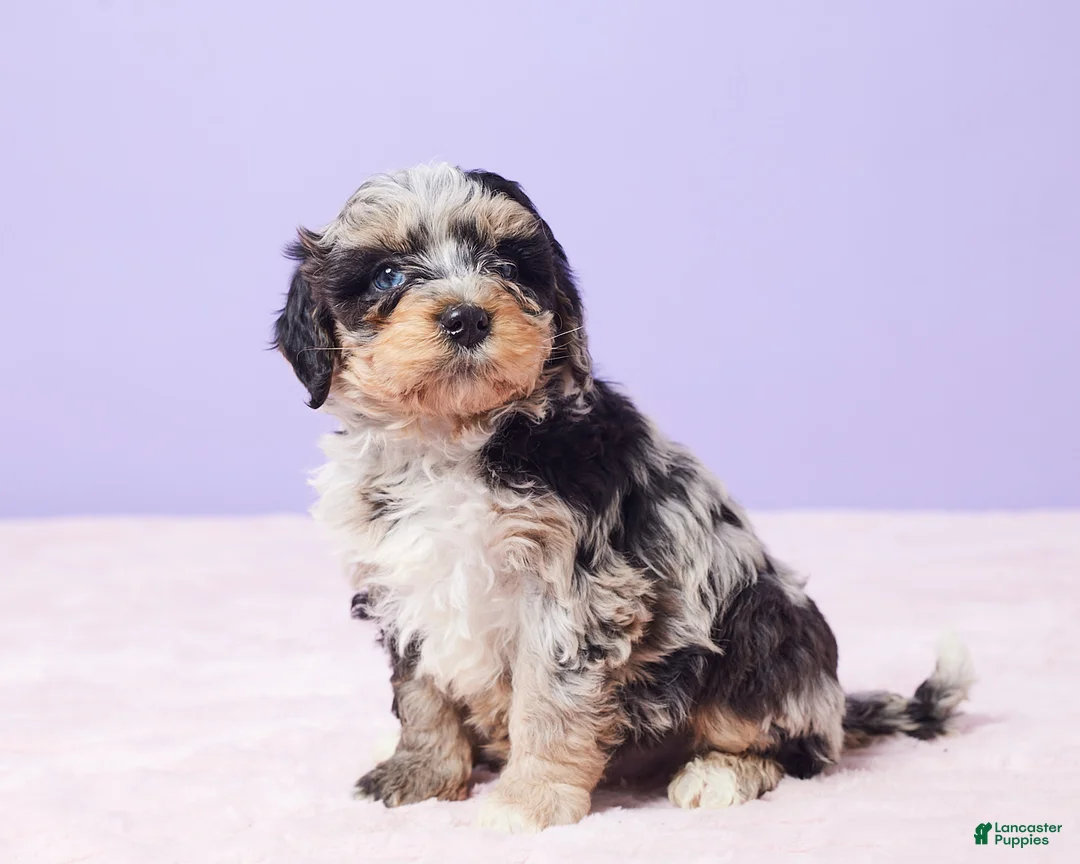 Mini Bernedoodle dogs for sale: Milo - Ad 3