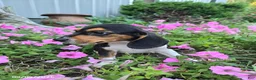 Beagle dogs for sale: Buddy - Ad 4