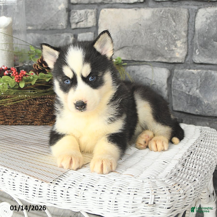 Siberian Husky dogs Lulu - Ad 2