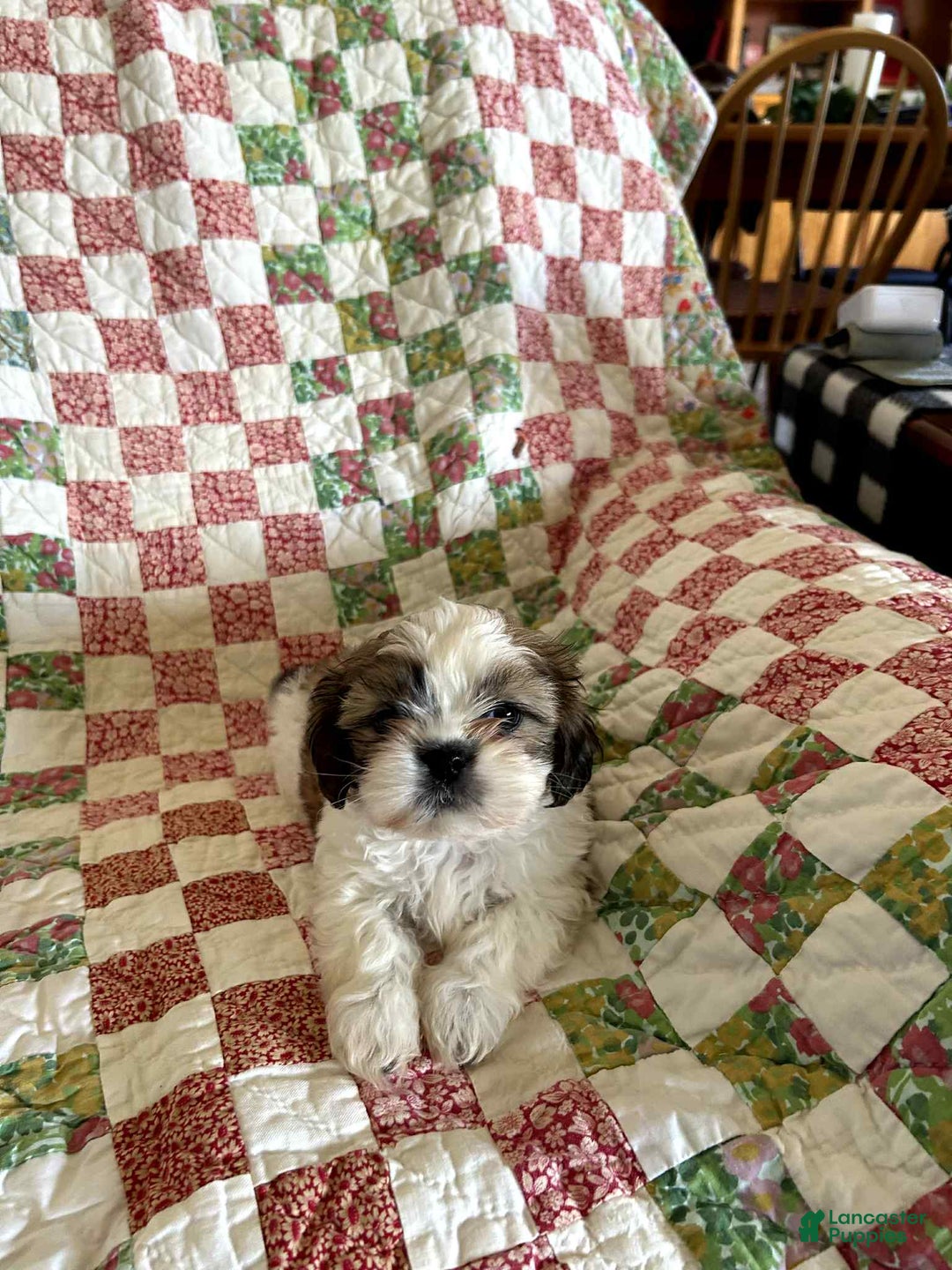 Shih Tzu dogs for sale: Cash 2 - Ad 2
