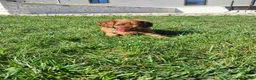 Cavapoo dogs for sale: Hazel - Ad 4