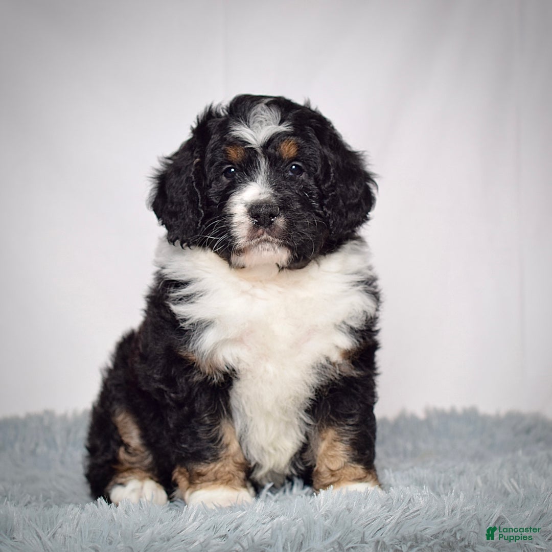 Bernedoodle dogs for sale: Ms. Sabrina - Ad 1