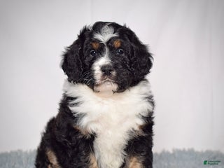 Bernedoodle dogs Ms. Sabrina - Ad 3