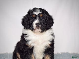Bernedoodle dogs Ms. Sabrina - Ad 3
