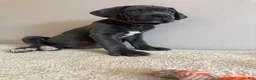 Cane Corso dogs for sale: Roxie  - Ad 3