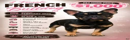French Bulldog dogs for sale: French Bulldog - Ad 2