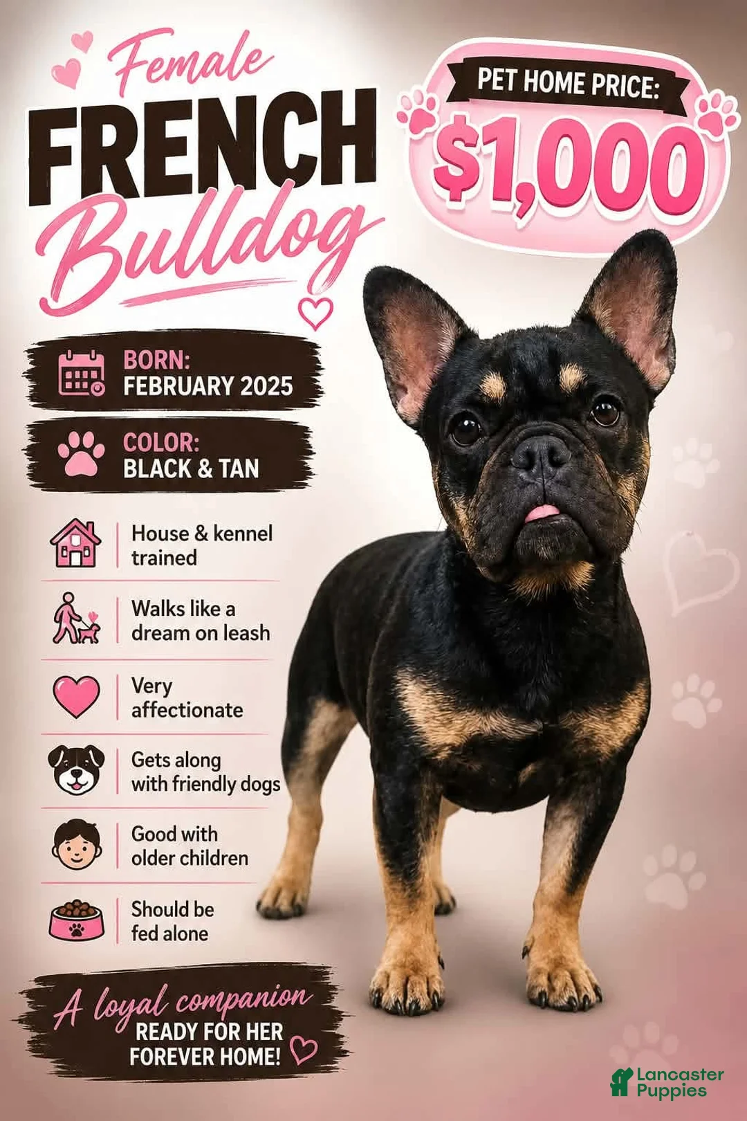 French Bulldog dogs for sale: French Bulldog - Ad 2