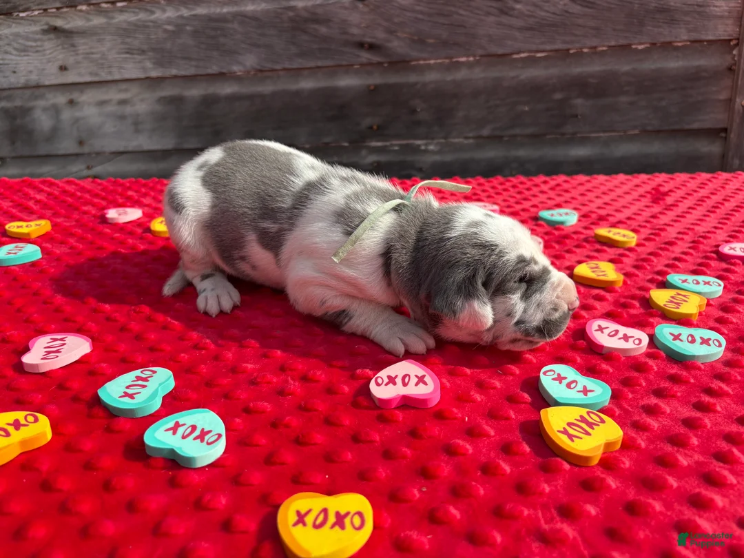 Great Dane dogs for sale: Great Dane - Teal - Ad 3