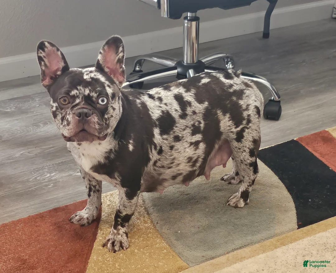 French Bulldog dogs for sale: Force  - Ad 27