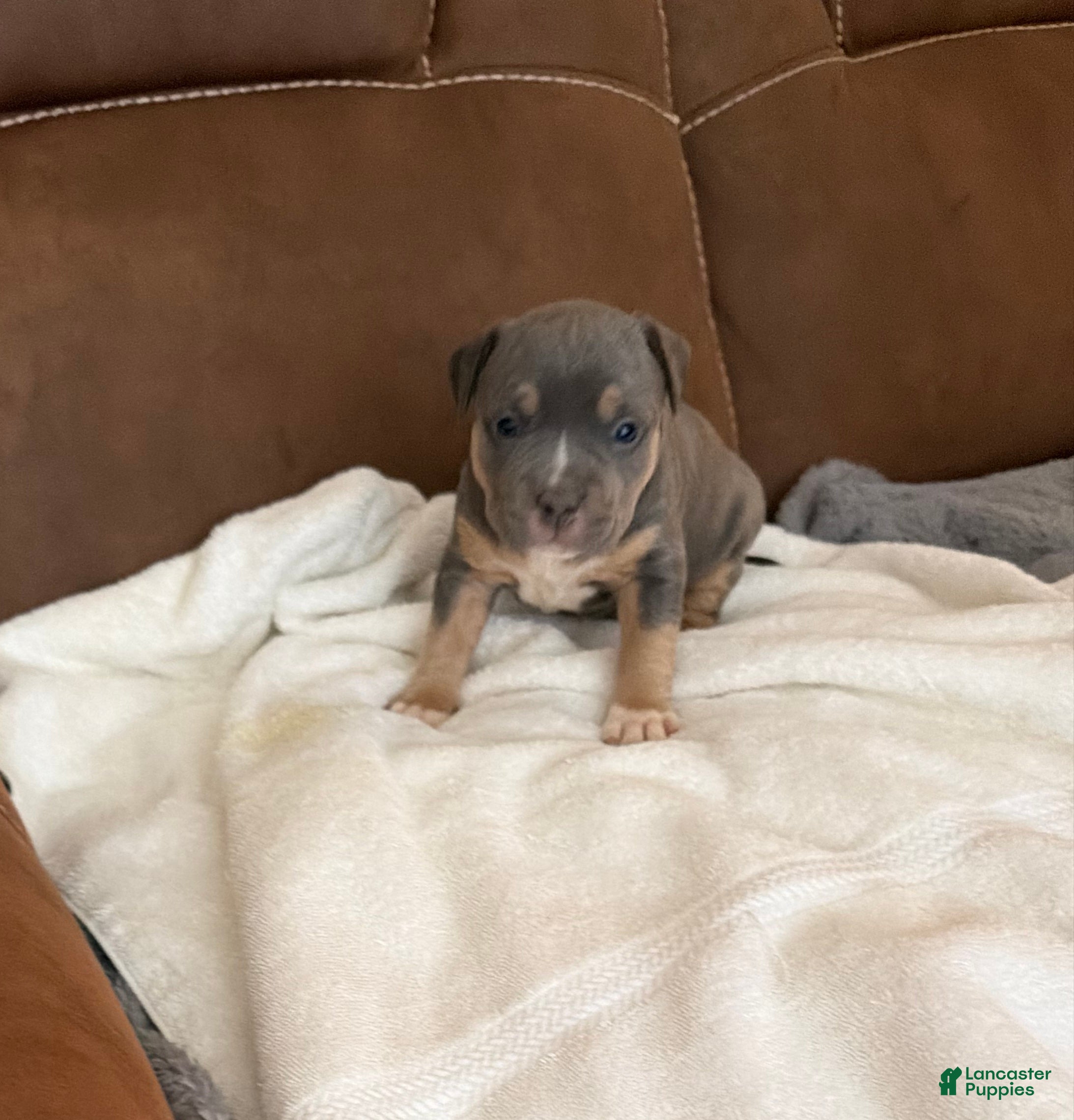 American Bully dogs Lydia - Ad 2