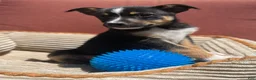 Mixed Breed dogs for sale: Cody - Ad 5