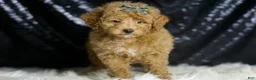 Maltipoo dogs for sale: Teddy - Ad 5
