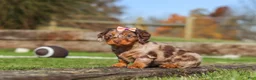 Miniature Dachshund dogs for sale: Jewel - Ad 6