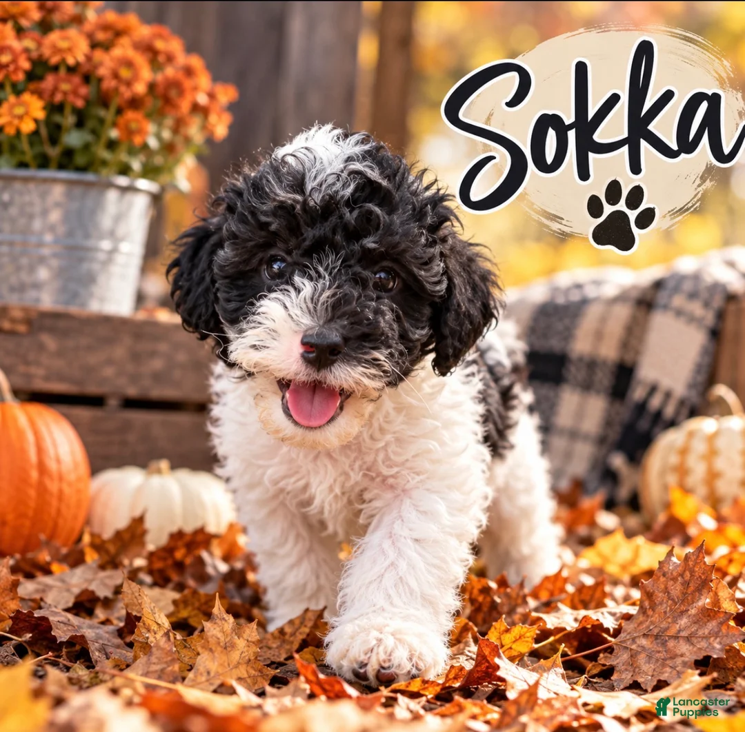 Mini Goldendoodle dogs for sale: Sokka - Ad 1