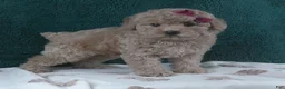 Miniature Poodle dogs for sale: Dream - Ad 2