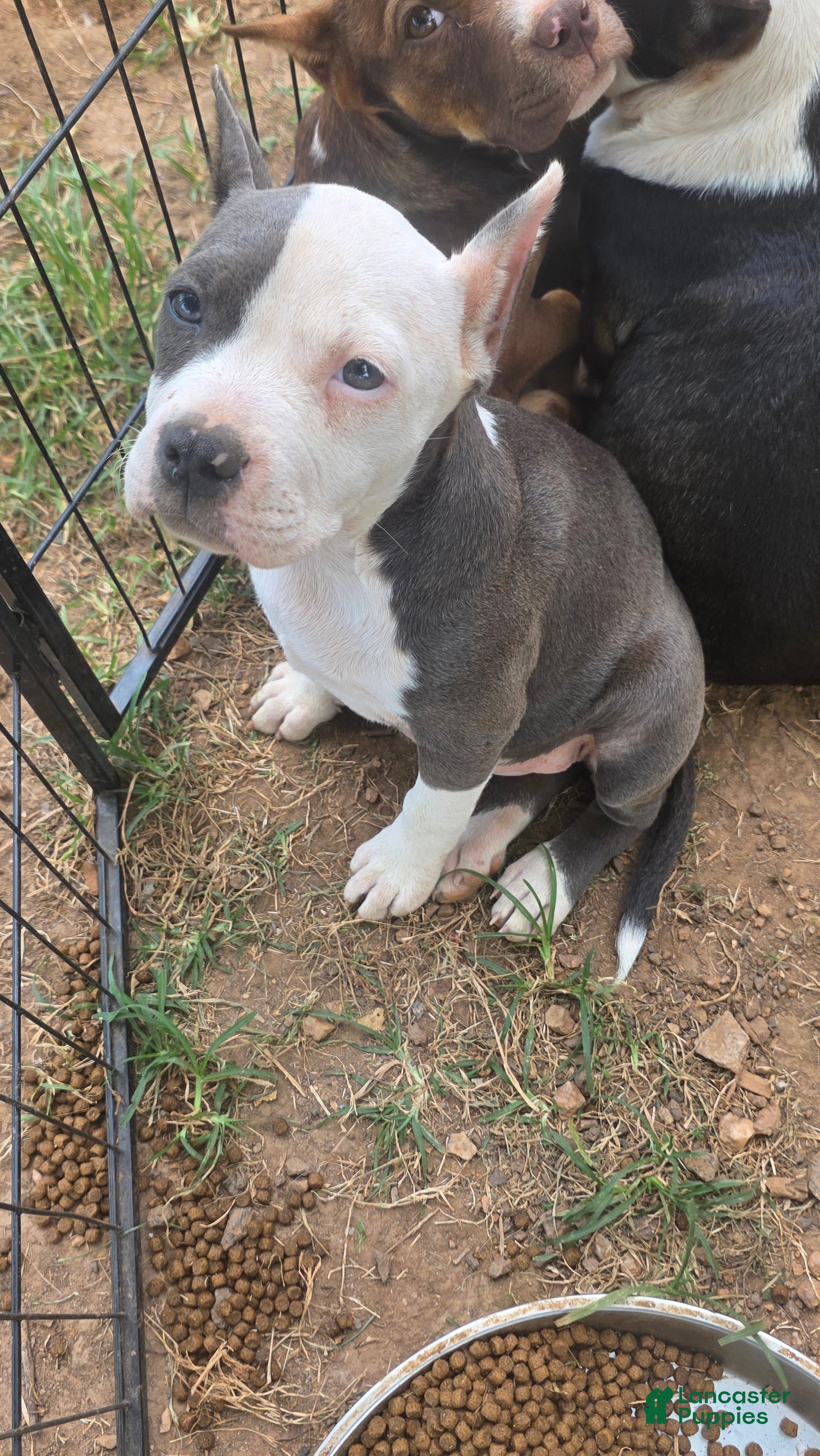 American Bully dogs Pocket Bully female 1 - Ad 37