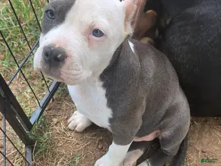 American Bully dogs Pocket Bully female 1 - Ad 37