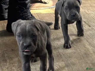 Cane Corso dogs Shila - Ad 18