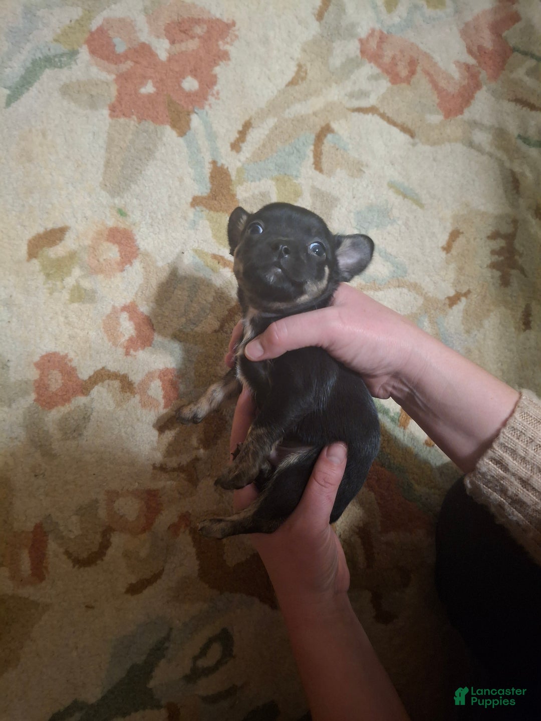 Chihuahua dogs for sale: Chihuahua Puppy 4 - Ad 7