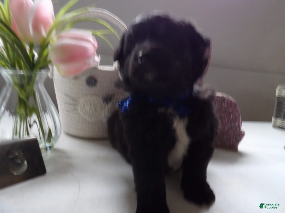 Gallery Image {{count}}