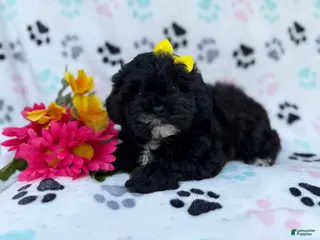 Shihpoo dogs Nelly - Ad 17