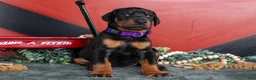 Doberman Pinscher dogs for sale: Rachel - Ad 2