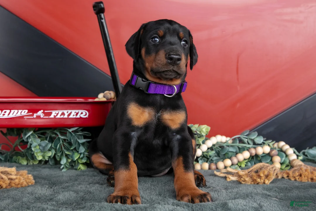 Doberman Pinscher dogs for sale: Rachel - Ad 2